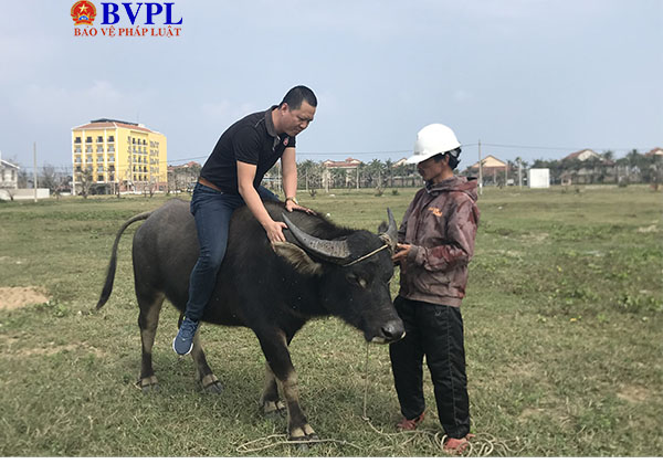 Độc đáo du lịch cưỡi trâu ở Hội An