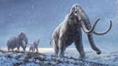 DNA cổ xưa nhất được trích xuất từ xác một con voi ma mút niên đại hơn một triệu năm tuổi
