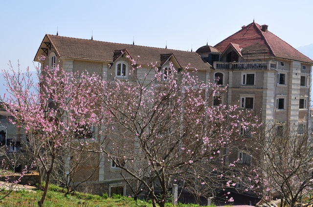 Rực rỡ sắc hoa đào núi tuyệt đẹp ở Sa Pa