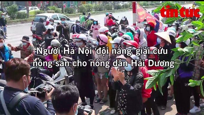 Người Hà Nội đội nắng giải cứu nông sản Hải Dương