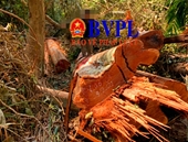 Khởi tố vụ phá rừng quy mô lớn ở khu bảo tồn thiên nhiên Ea Sô