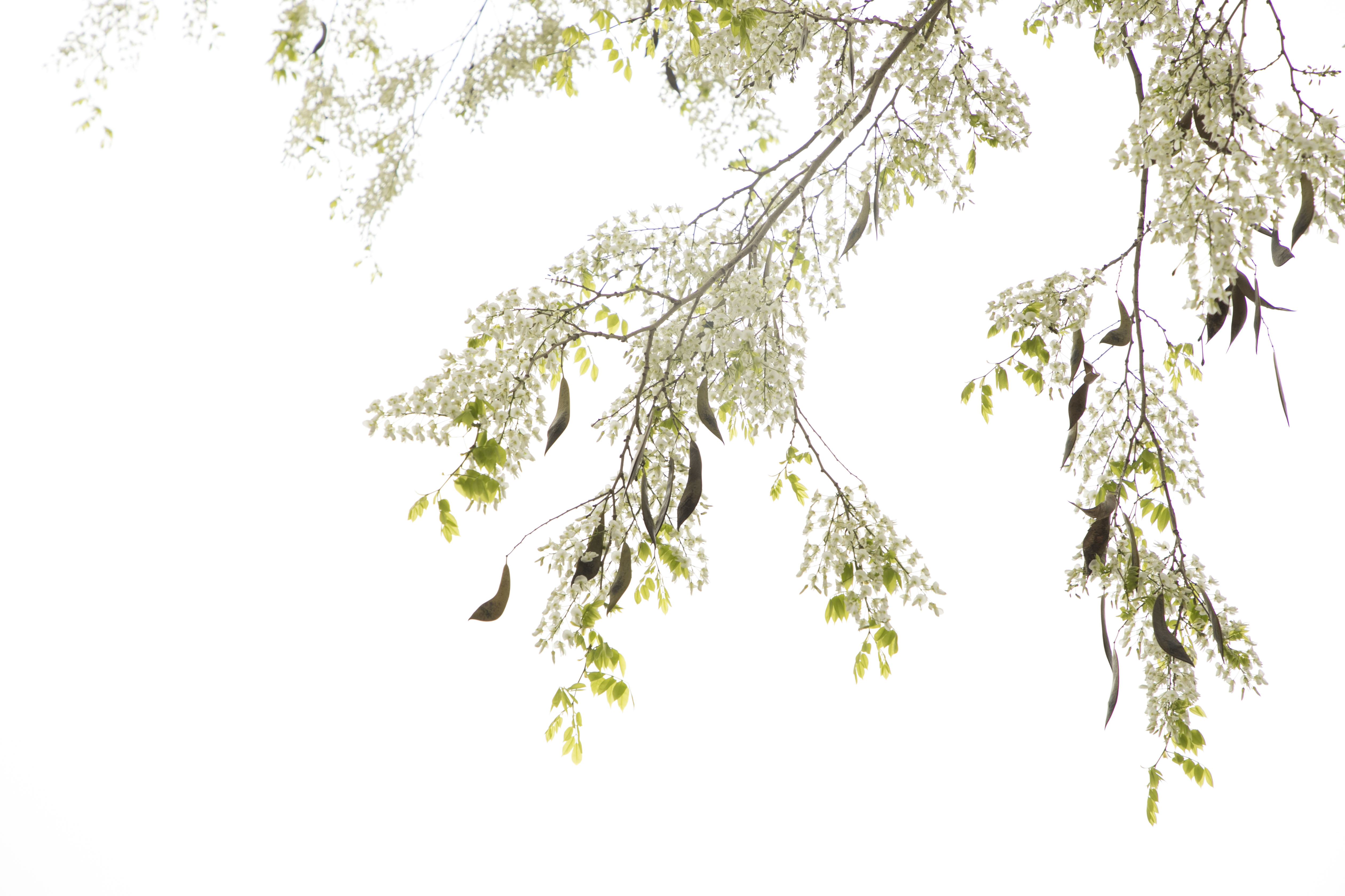 Có một Hà Nội trắng trời hoa sưa