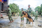 Chuyện về những chú chó nghiệp vụ trong vụ giải cứu sạt lở đất ở Trà Leng