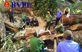 Lại phát hiện thêm vụ phá rừng quy mô lớn ở Đắk Lắk