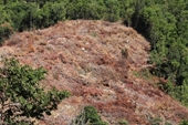 Thủ tướng yêu cầu tỉnh Khánh Hòa kiểm tra tình trạng phá rừng trái phép tại huyện Cam Lâm