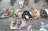 Hàng chục con chó, mèo bị đánh bả chết la liệt