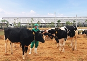 Vinamilk nhập khẩu hơn 2 100 bò sữa HF thuần chủng từ Mỹ về trang trại mới tại Quảng Ngãi