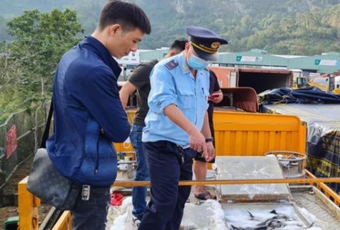 Cá tầm nhập khẩu tại cửa khẩu ở Lạng Sơn, Lào Cai không đúng giấy phép