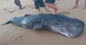 Cá voi trên mình có nhiều vết thương dạt bờ biển Tuy Hòa
