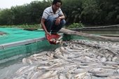 Điều tra cá “lồng” chết trắng trên sông Sài Gòn, thiệt hại hàng tỉ đồng