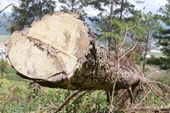 Xử lý trách nhiệm nhiều chủ rừng để xảy ra lấn chiếm đất rừng mức độ lớn