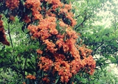 Cuốn hút mùa hoa Trang rừng ở Phú Yên