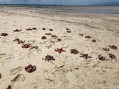 Sao biển ở Phú Quốc chết khô do du khách mang lên bờ chụp ảnh sống ảo