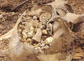 Vô tình khai quật kho báu khổng lồ trong khi cải tạo đất