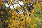 Sắc vàng hoa lim xẹt trên bán đảo Sơn Trà