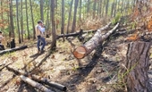 Trưởng ban quản lý rừng bị đình chỉ công tác vì để lâm tặc lộng hành