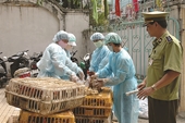 Hơn 150 nhân viên thú y ở Hà Nội “bất ngờ”  không có việc làm