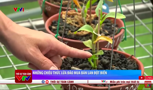 Những chiêu thức lừa đảo mua bán lan đột biến