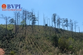 Để xảy ra thiệt hại tài nguyên rừng, 128 dự án phải bồi thường 336 tỉ đồng