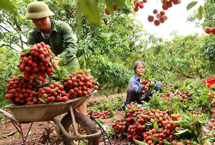 Thủ tướng Chính phủ chỉ đạo tháo gỡ khó khăn tiêu thụ nông sản cho Bắc Giang