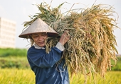 Vất vả thu hoạch lúa ở Hà Nội những ngày ông trời “đổ lửa”