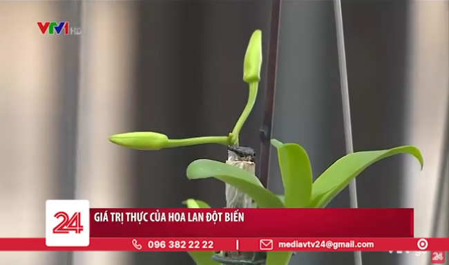 Giá trị thực của hoa lan đột biến