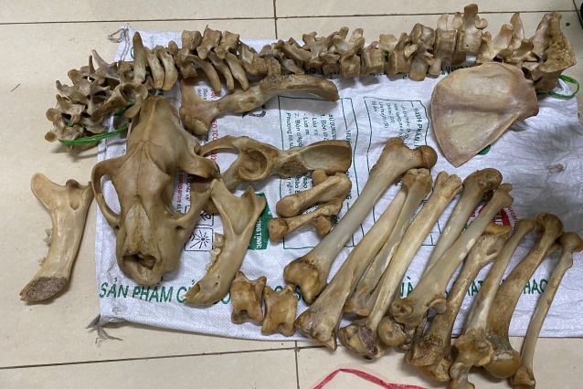 Phát hiện 4 đối tượng chở xương hổ trên ô tô bán tải