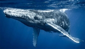 Hi hữu Thợ lặn suýt mất mạng sau khi lọt vào miệng cá voi khổng lồ