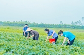 Kiểm sát viên hỗ trợ nông dân giữa mùa dịch ở Bắc Giang