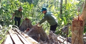 Phục hồi điều tra vụ tham ô tại Ban quản lý rừng phòng hộ Sông Hinh