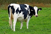 Tìm nguyên nhân hàng chục con bò sữa chết bất thường