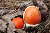 Kỳ lạ đặc sản Trứng gà ngoi lên từ lòng đất , giá nửa triệu đồng kg