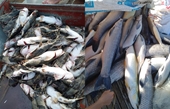Hoà Bình Cá chết hàng loạt trên hồ sông Đà