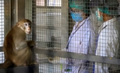 Bác sĩ thú y tử vong sau khi mắc bệnh hiếm gặp do nhiễm virus Monkey B từ khỉ