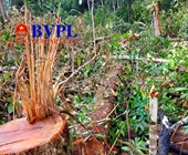 Kiểm sát khám nghiệm hiện trường vụ phá rừng quy mô lớn ở Đắk Nông