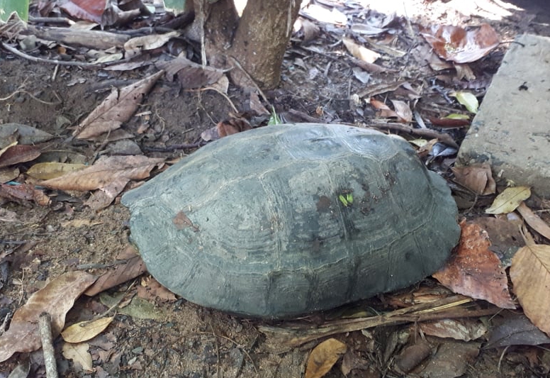 Tiếp nhận, cứu hộ nhiều loài động vật nguy cấp, quý hiếm