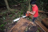 Khởi tố vụ phá rừng cổ thụ qui mô lớn tại Lâm Hà, Lâm Đồng