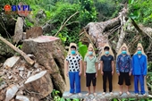 Báo BVPL phản ánh vụ phá rừng đặc dụng Du Già Phê chuẩn khởi tố, bắt giam 5 đối tượng