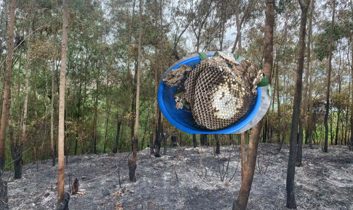 Điều tra làm rõ 6 công nhân rủ nhau đốt tổ ong lấy nhộng, gây cháy rừng