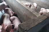 Hãi hùng phát hiện cơ sở giết mổ lợn mắc bệnh tả lợn châu Phi bán ra thị trường
