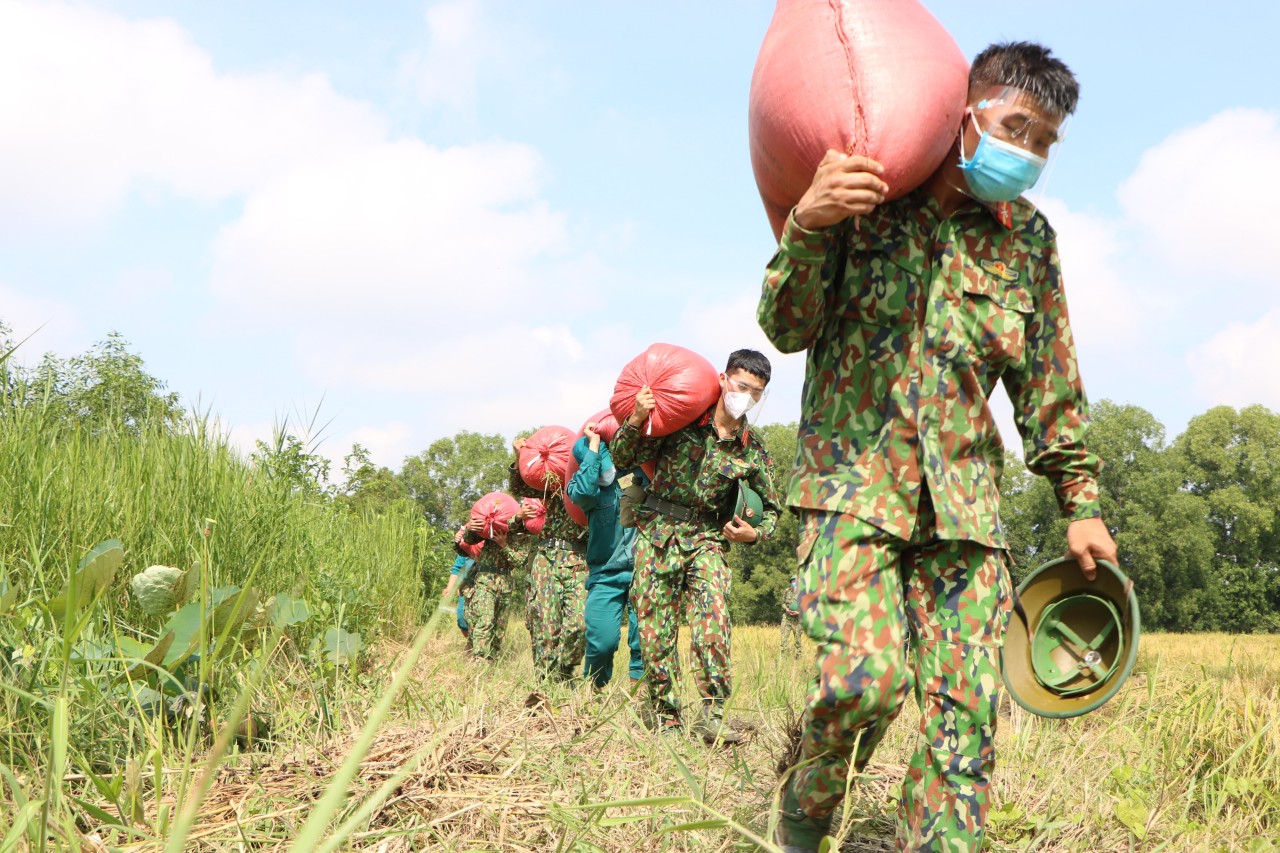 Bộ đội xuống ruộng giúp nông dân thu hoạch lúa
