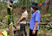 Phê chuẩn khởi tố, bắt giam 7 đối tượng phá rừng quy mô lớn ở Đắk Nông