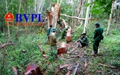 Cận cảnh cả đoàn lâm tặc rầm rộ vào khu bảo tồn để  phá rừng
