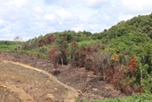 Yêu cầu xử lí tình trạng phá rừng chiếm đất trong khu vực di tích lịch sử quốc gia