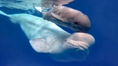 Cá voi trắng lần đầu tiên sinh sản trong Thuỷ cung ở Nga