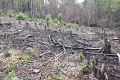 Khởi tố 2 vụ phá rừng quy mô lớn tại huyện Sơn Hòa, Phú Yên