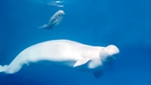 Hình ảnh cực đẹp về chú cá voi trắng đầu tiên được sinh ra tại thủy cung ở Nga