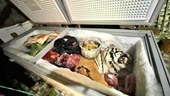 Phát hiện xác cá thể hổ trong tủ cấp đông ở nhà dân