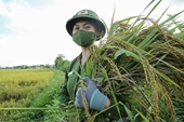 Hà Nội Các chiến sĩ công an gặt lúa mang về tận nhà giúp người dân đang ở khu cách ly