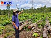 Phát hiện 27m3 gỗ lậu nằm la liệt tại Trung tâm Bảo tồn voi Đắk Lắk